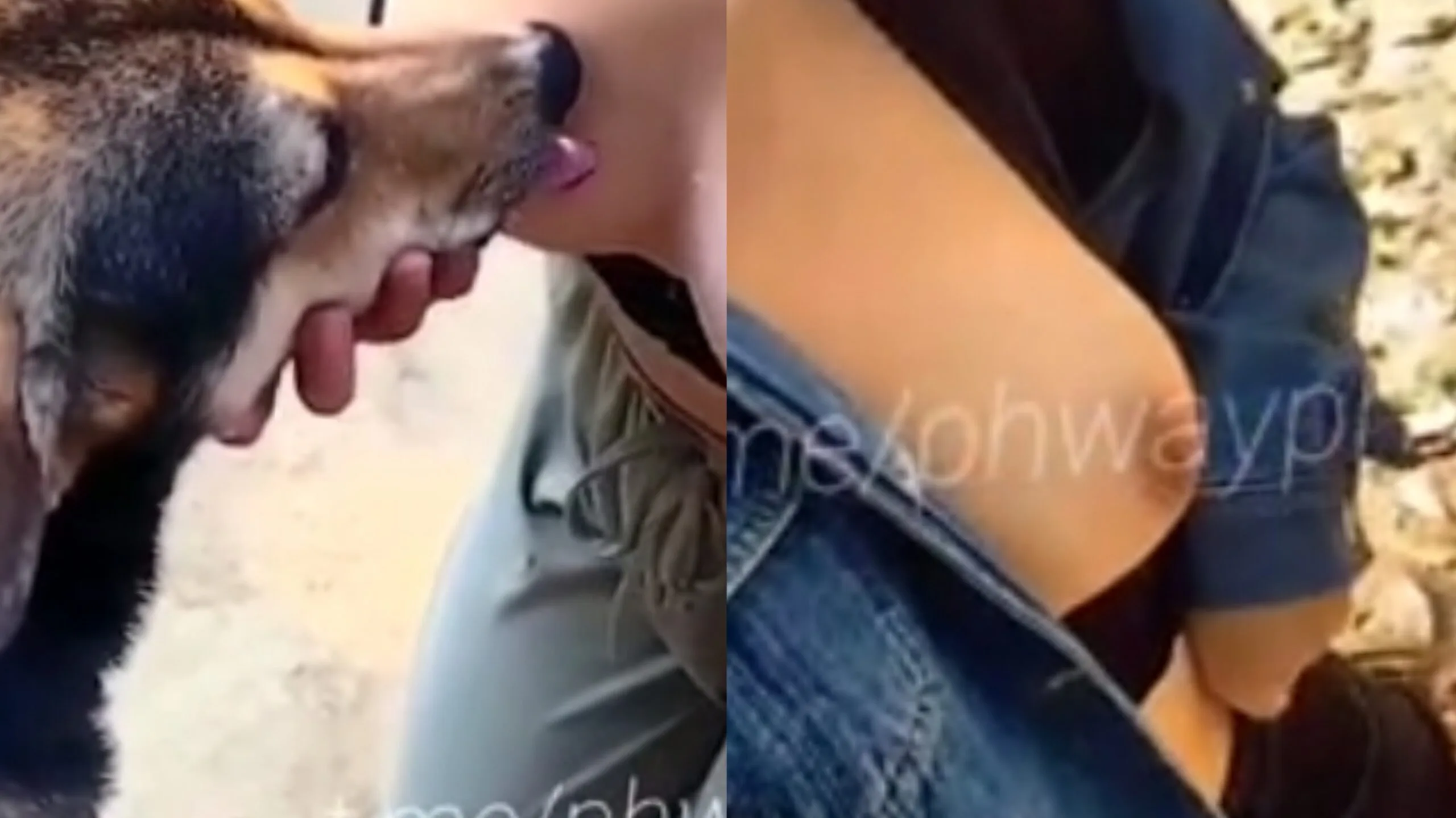 ခွေးဖြစ်ချင်တယ်