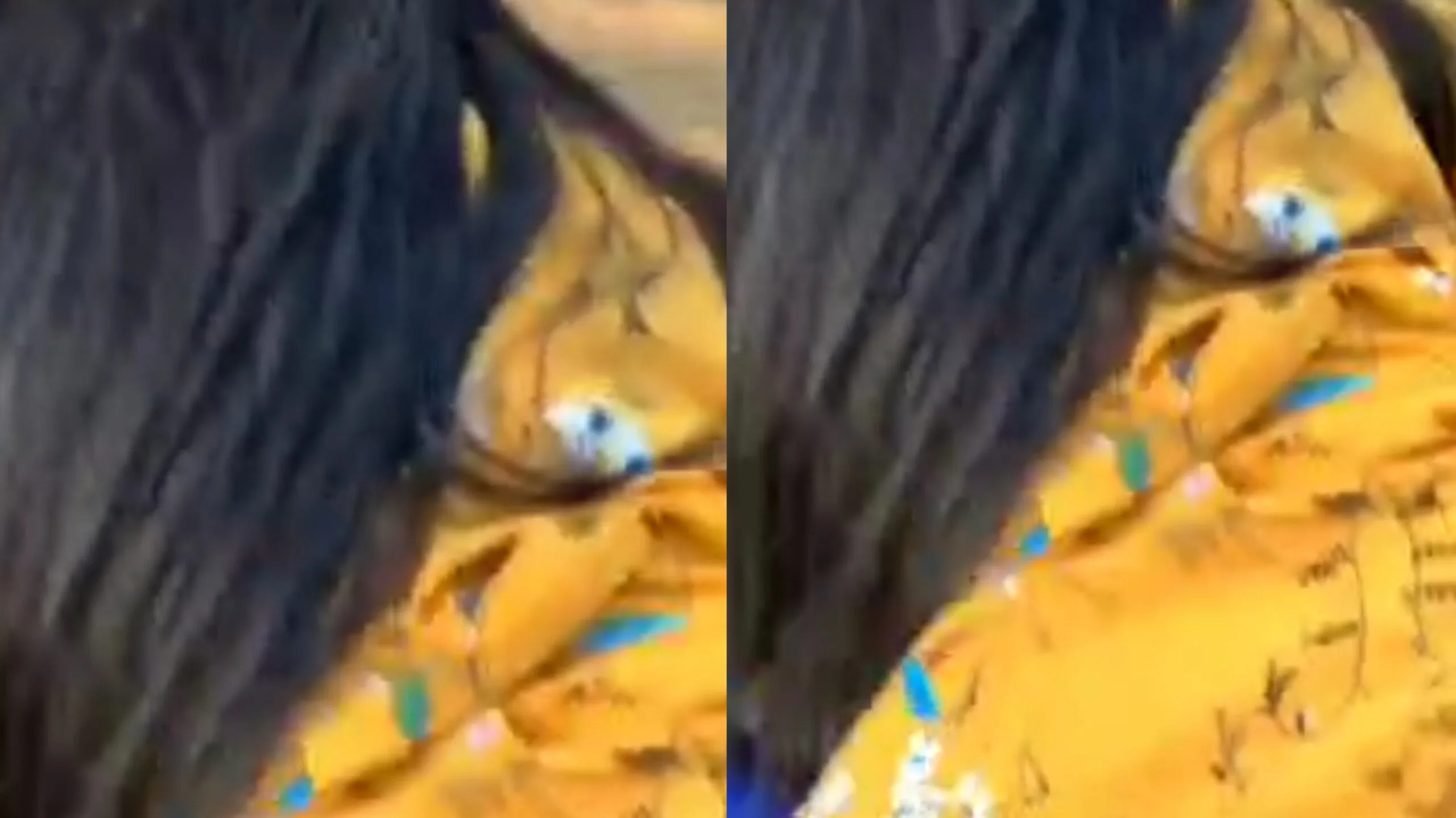 ဆိုင်ကယ်ပေါ်တင်ဆွဲတဲ့ စားဘဲကြီး