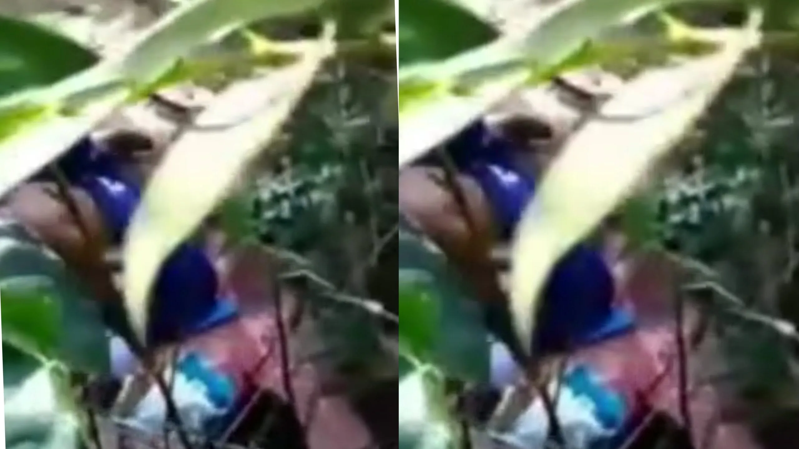 အပင်တွေခြားက ချောင်းရိုက်