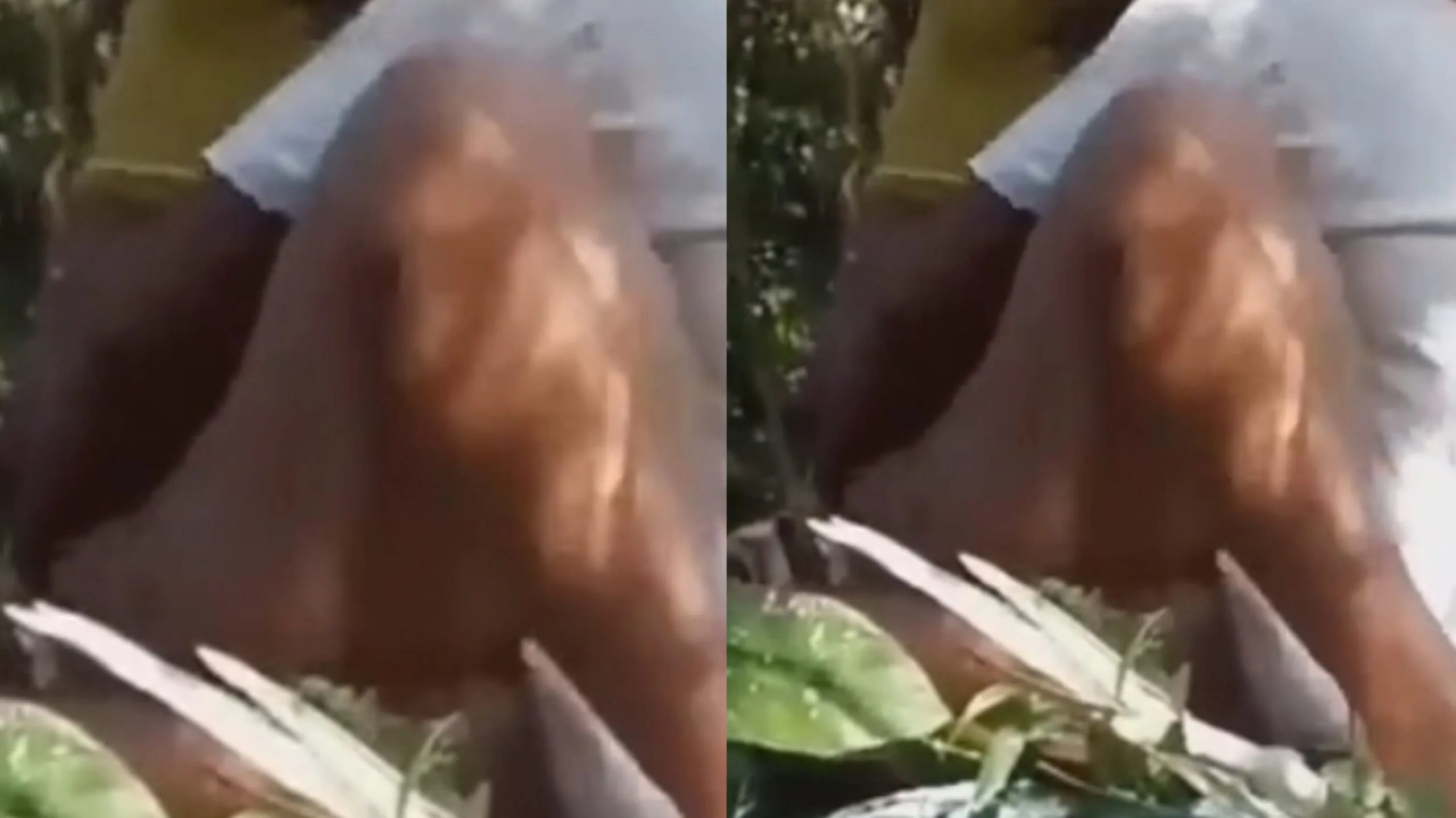 ရွာပြင်ထွက်တွယ်တဲ့ စုံတွဲ ရှယ်နွဲ